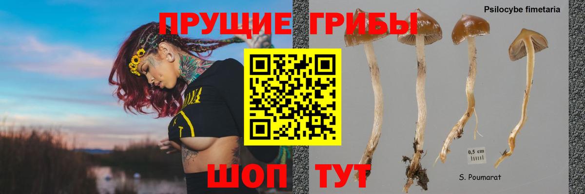 Галлюциногенные грибы MAGIC MUSHROOMS  Вход с VPN  Советск 